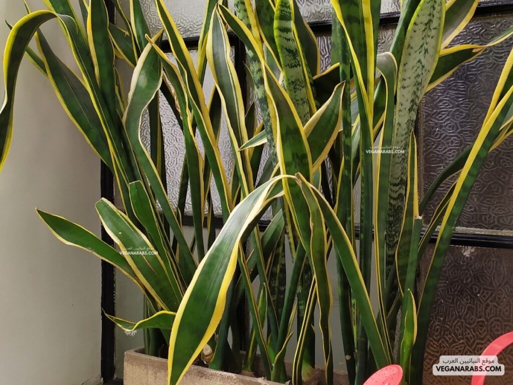 1. سانسيفيريا (Sansevieria) veganarabs.com