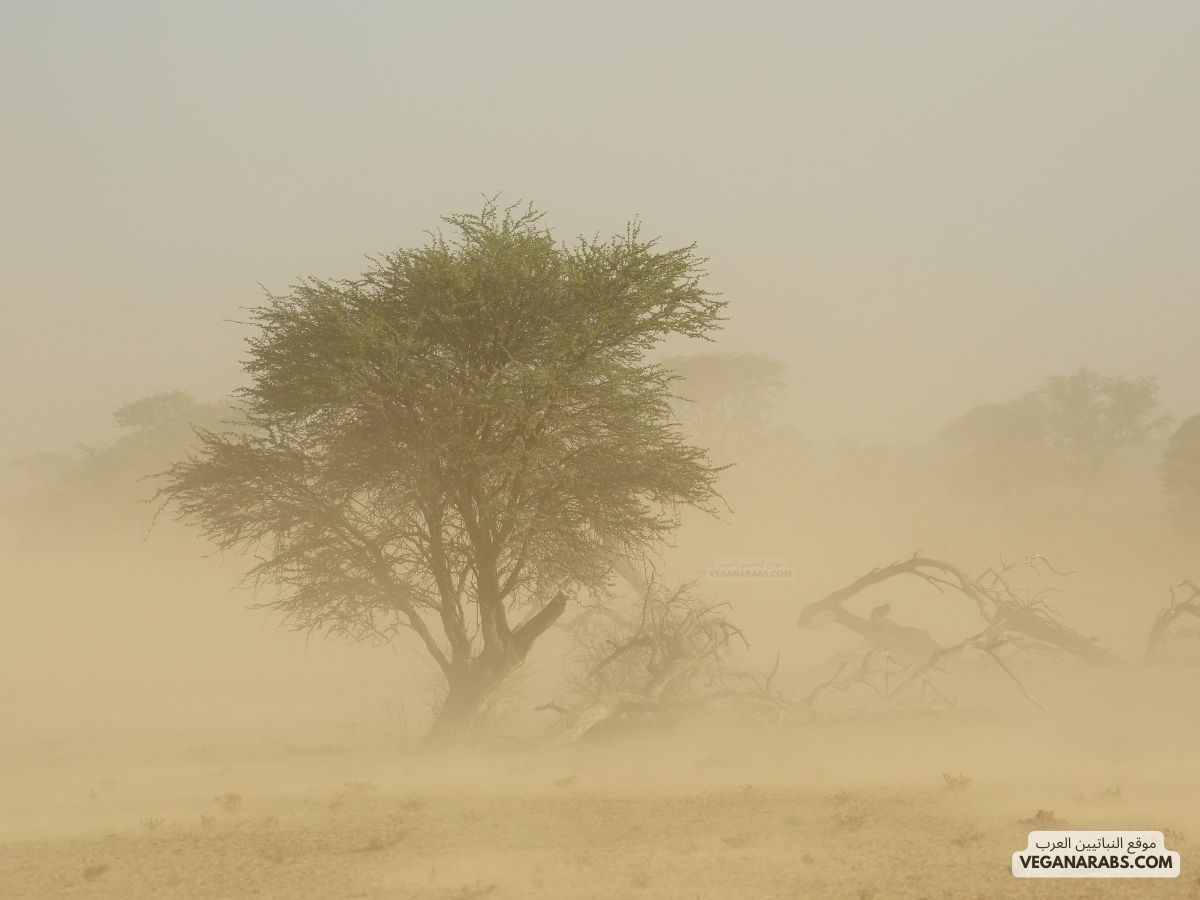 عاصفة تهب فيها الرياح فوق المناطق التي لا يُغطيها غطاء نباتي، فتحمل معها الغبار والرمال المفككة هي ا
