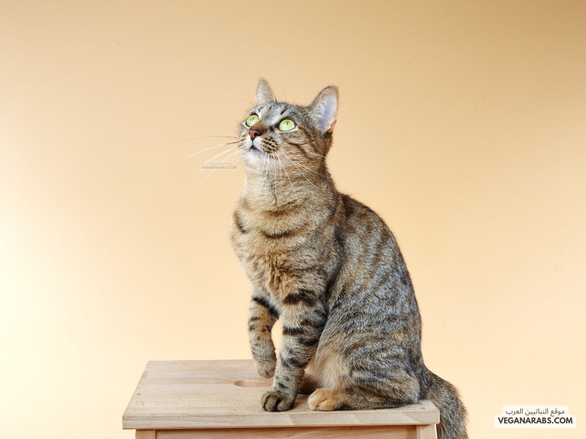 Felidae cat معلومات عن القطط