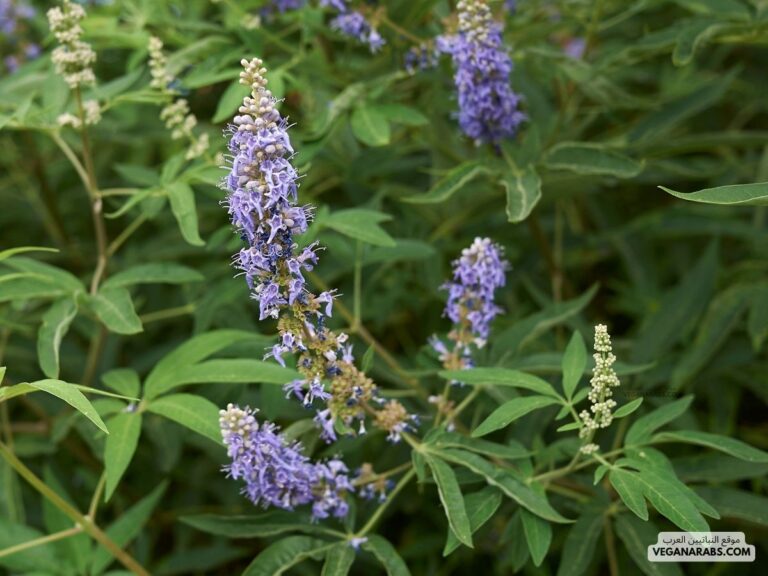 شجرة كف مريم