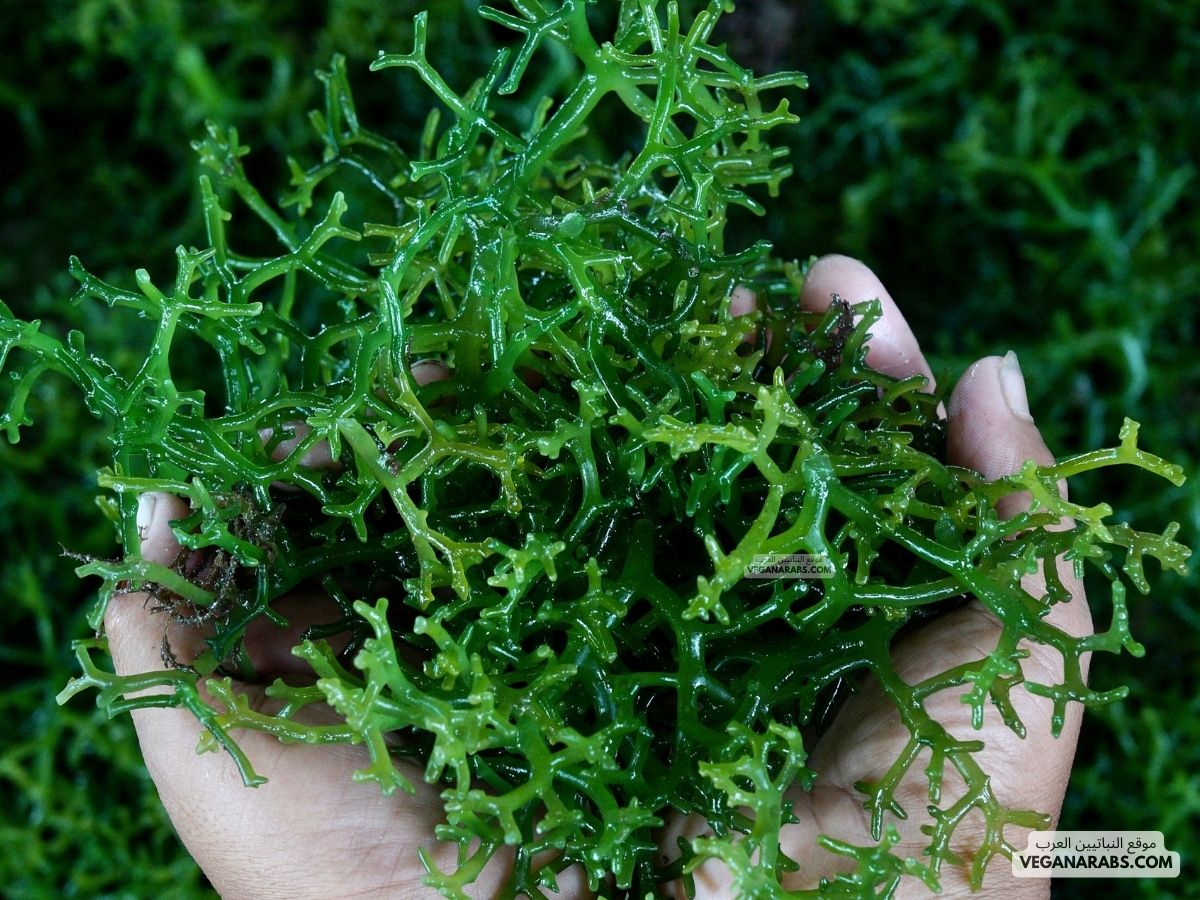 ما هي النباتات اللاوعائية