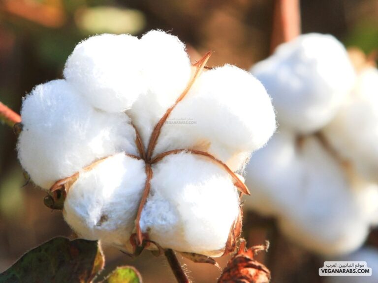 يستخدم نبات القطن في صناعة السجاد والملابس، لماذا يعد القطن من الموارد الطبيعية المتجددة
