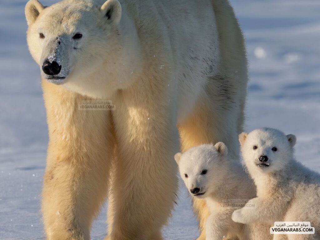 الدب القطبي