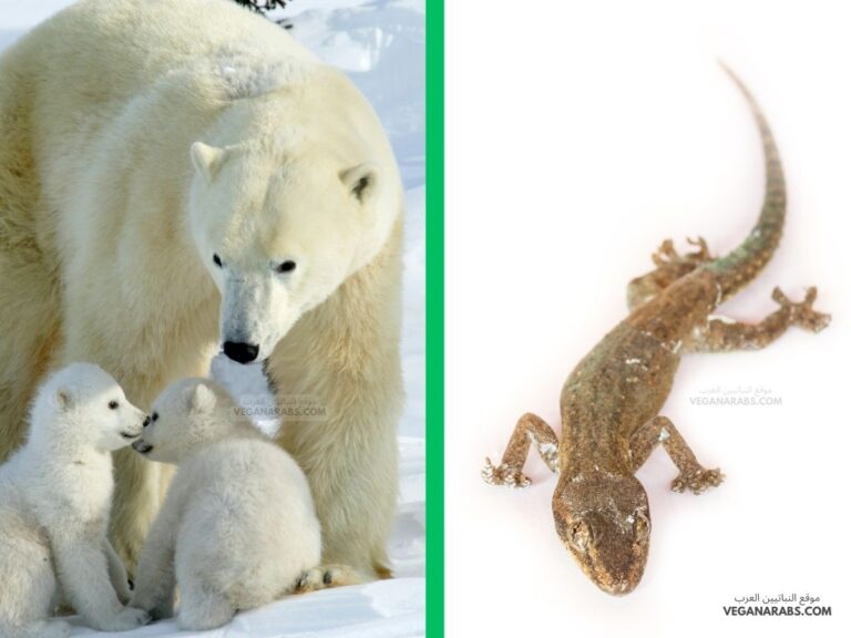الدب القطبي يعيش في البيئة الباردة بينما السحالي لا تعيش في هذة البيئة سبب ذلك
