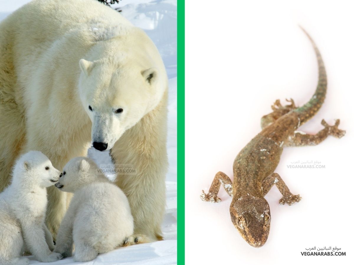 الدب القطبي يعيش في البيئة الباردة بينما السحالي لا تعيش في هذة البيئة سبب ذلك