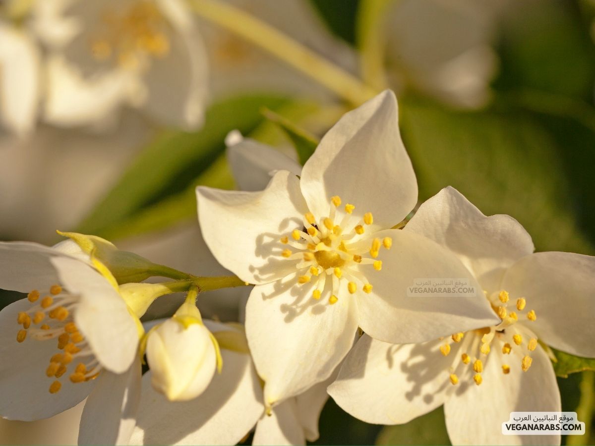 ازهار الباسم