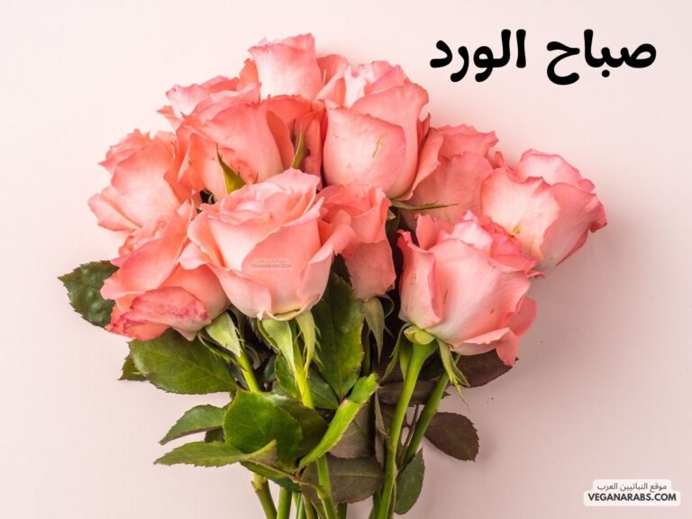 صباح الورد