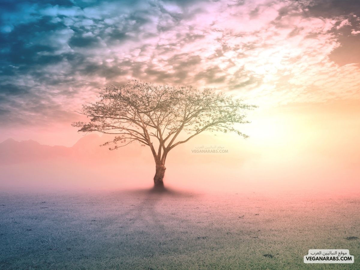 عبارات عن الحياة