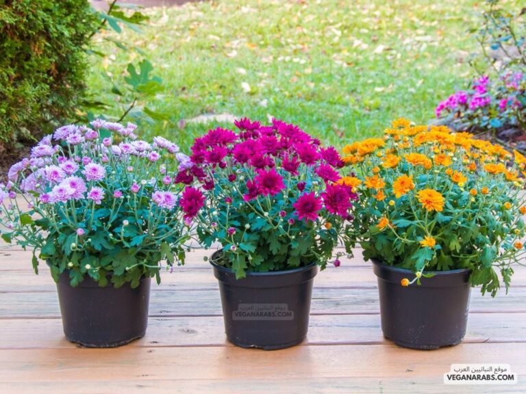 ازهار بعض النباتات تكون ملونه وذات رائحه عطره