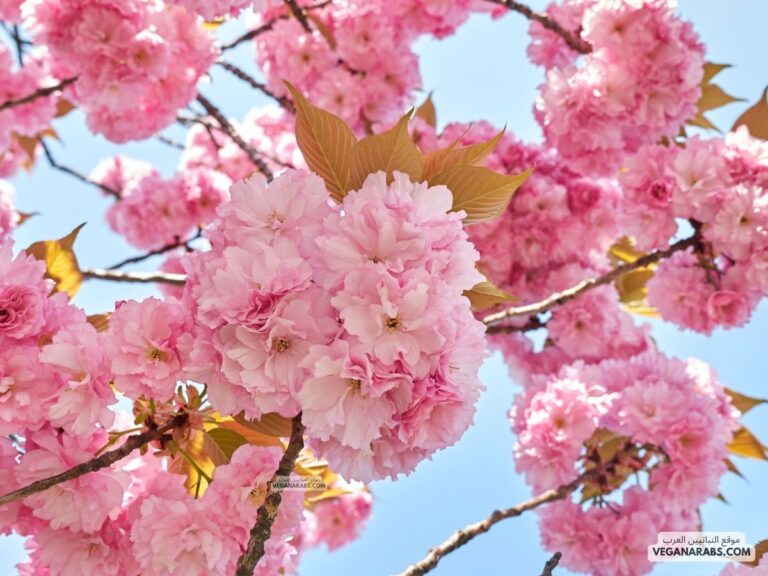 أشجار ذات جذور قصيرة