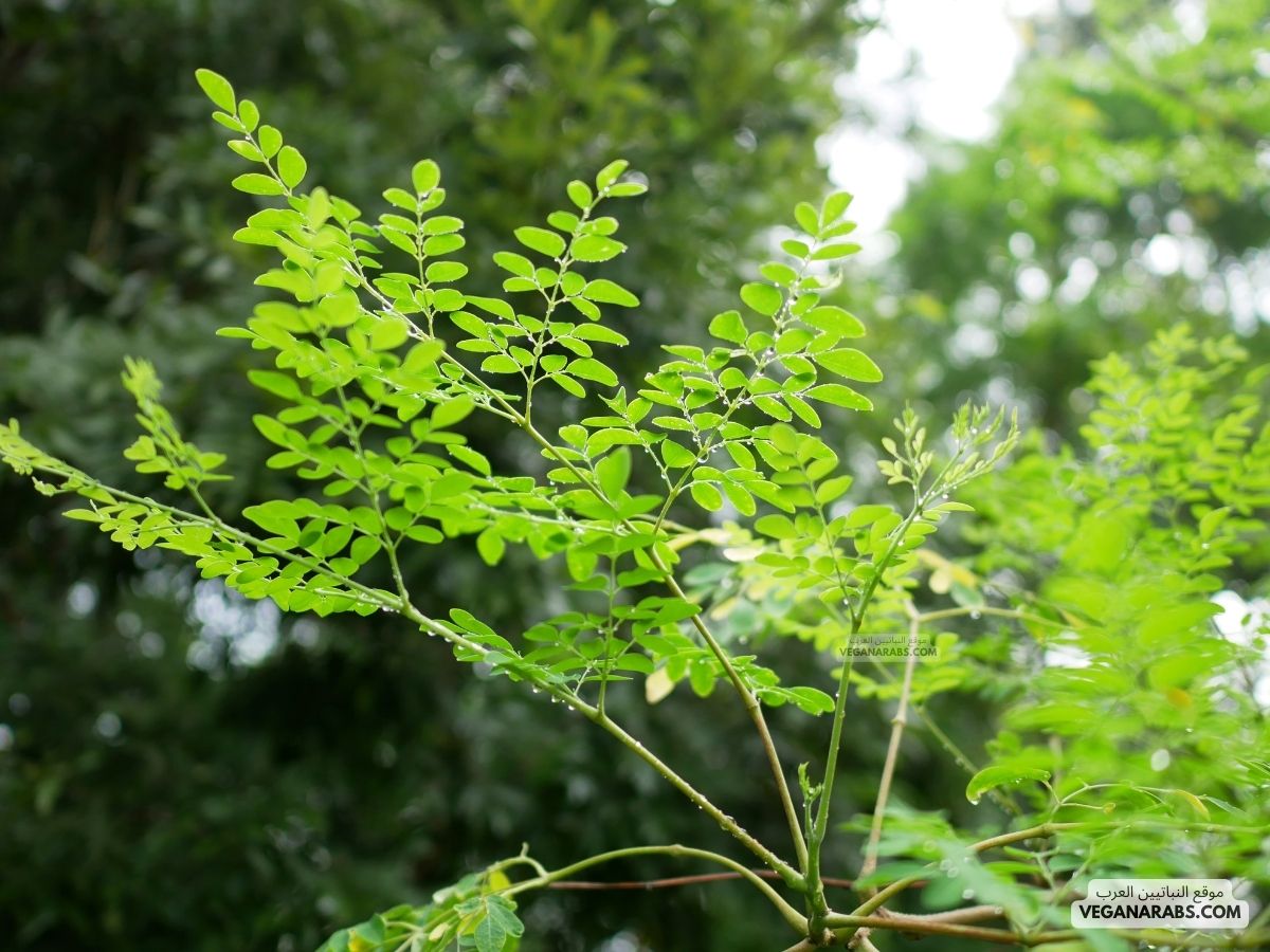 شجرة المورينجا