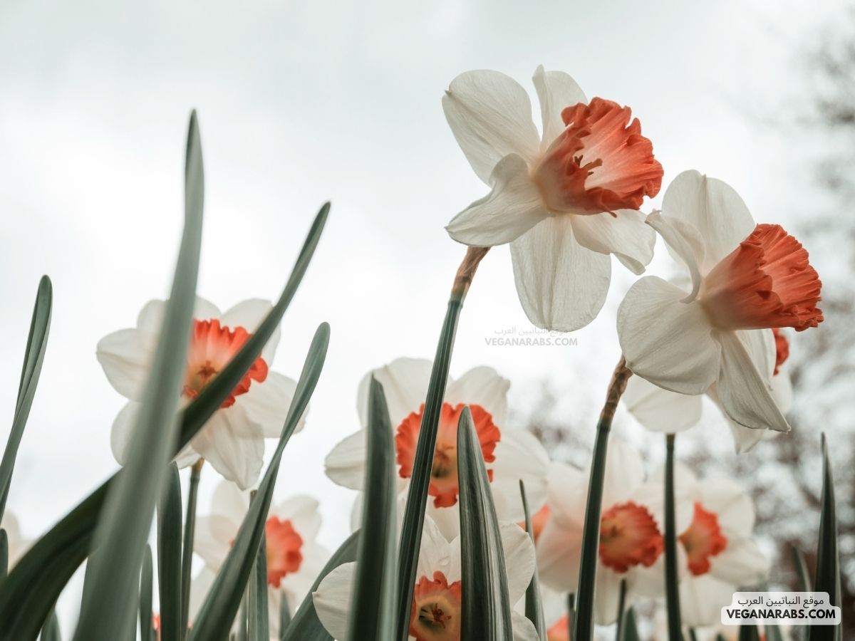 ازهار النرجس