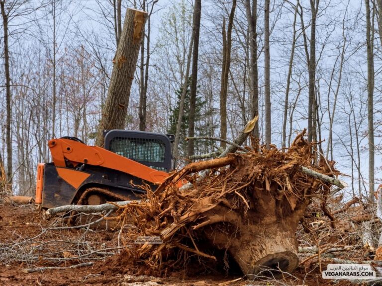 عند قطع الإنسان الأشجار من أجل بناء المنازل فإنه يسبب : نمو أشجار جديدة. القضاء على المواطن الطبي
