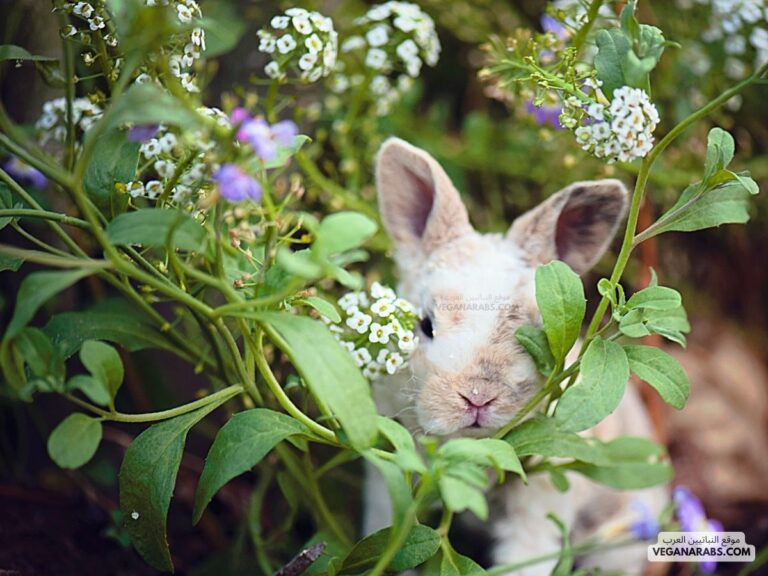 في الربيع تبدأ أزهار النباتات تظهر وتنمو صغار كثير من الحيوانات