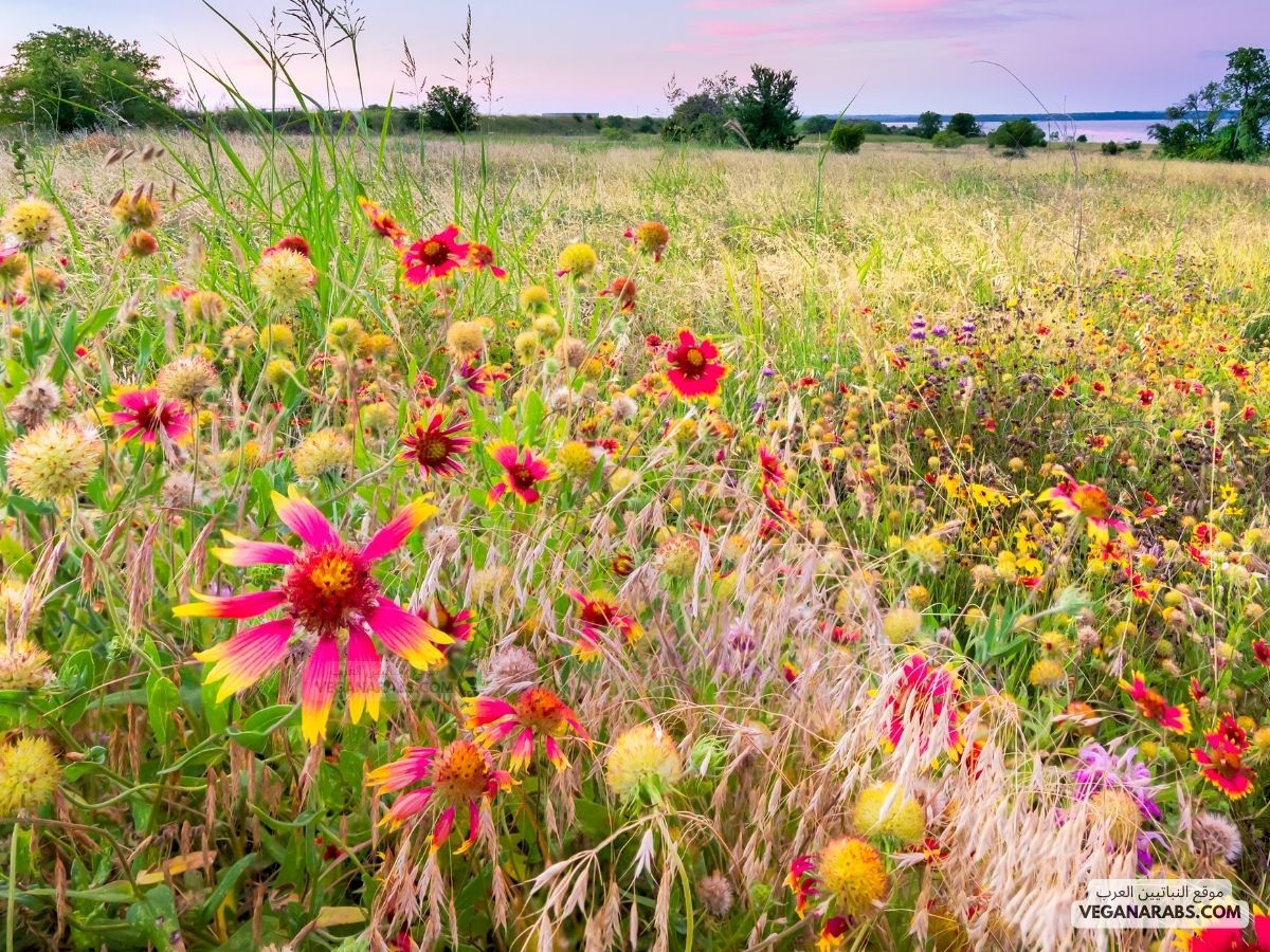 ازهار الخميلة