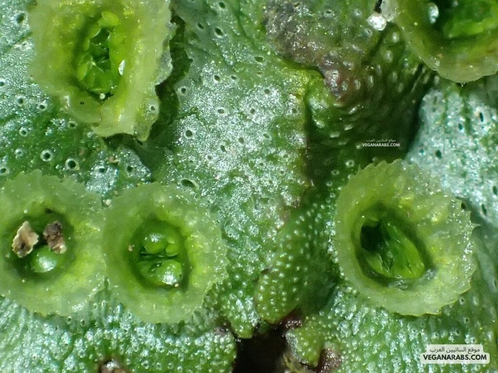 النباتات الطحلبية (Liverworts): موقع النباتيين العرب 