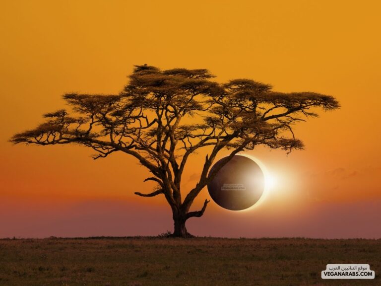 من قال سبحان الله وبحمده