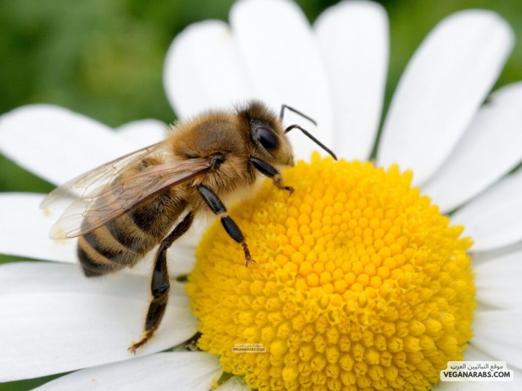 2. هل تعلم أن النحل يمكن أن يتعرف على وجوه البشر؟