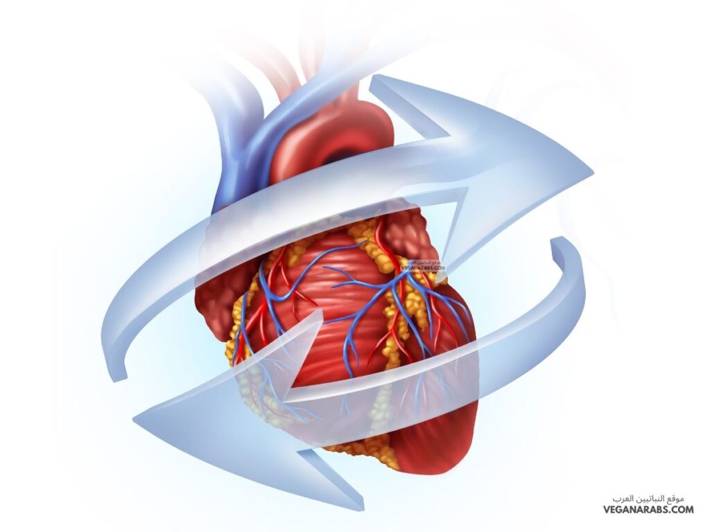4. هل تعلم أن قلب الإنسان يمكن أن يستمر في النبض حتى بعد أن يُزال من الجسم؟
