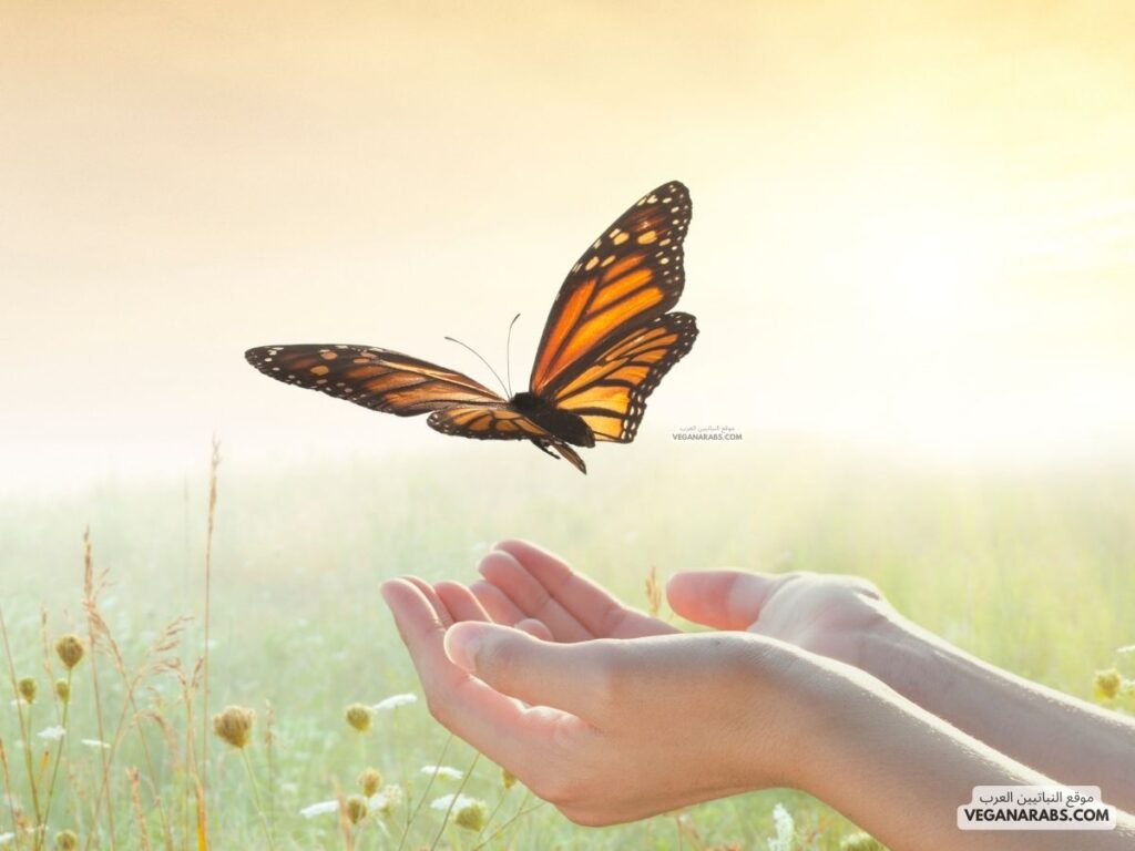 5. هل تعلم أن الفراشات تتذوق بأقدامها؟