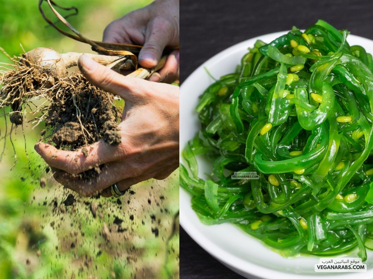 كيف تتخلص النباتات من الماء الزائد؟