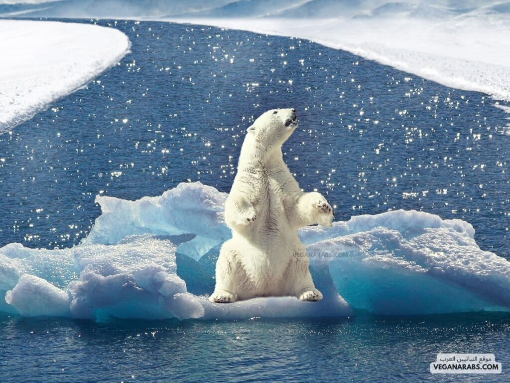 سلوك الدب القطبي