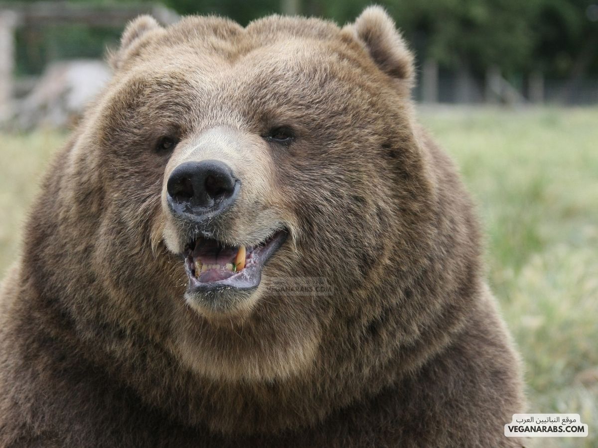 موقف عمر من خالد بعد انصراف الدب موقف مضحك