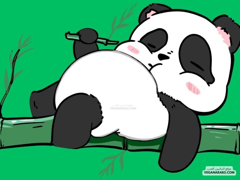 الدب الكسلان