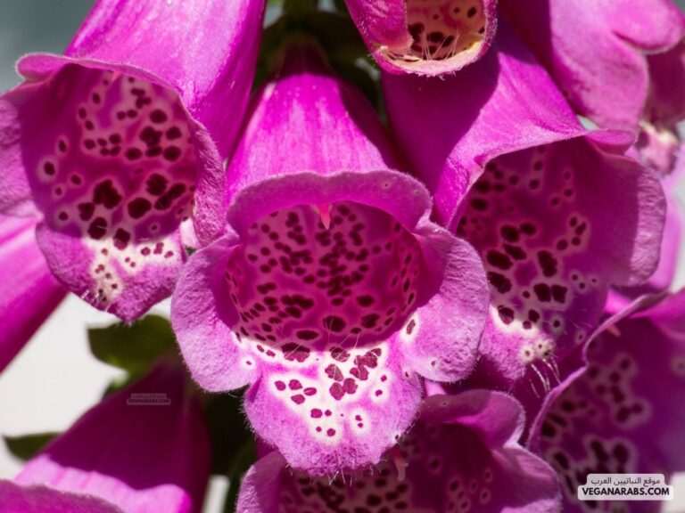 معلومات عن الادوية المستخلصة من النباتات ومكان نمو هذه النباتات