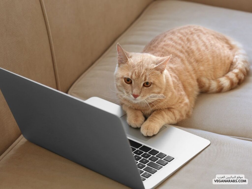 7. هل تعلم أن القطط لا تستطيع تذوق الحلاوة؟