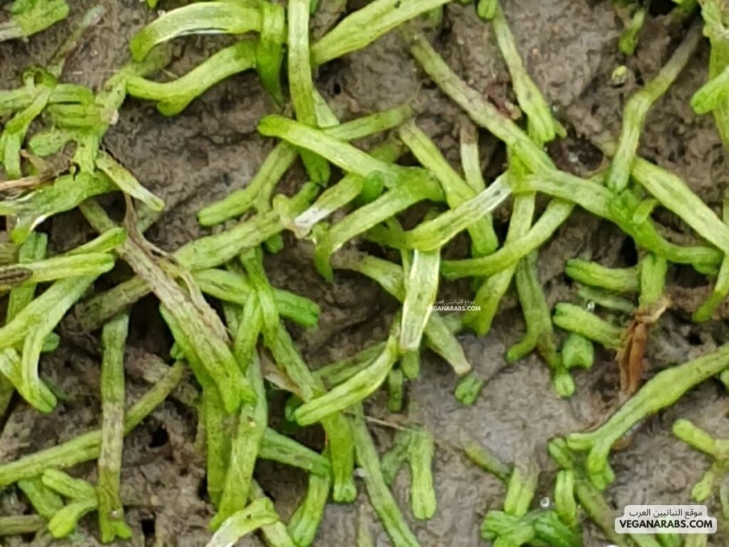 النباتات الطحلبية (Liverworts)