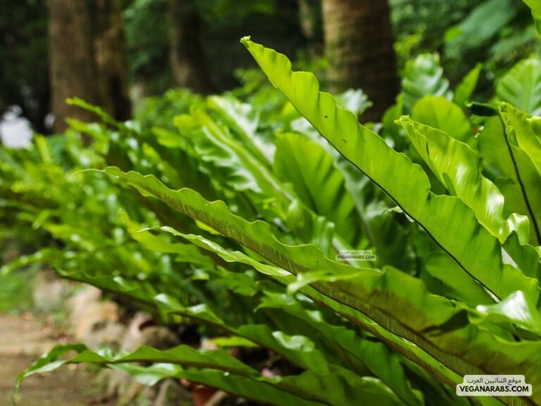 ما هي النباتات التي تنبت في الماء؟