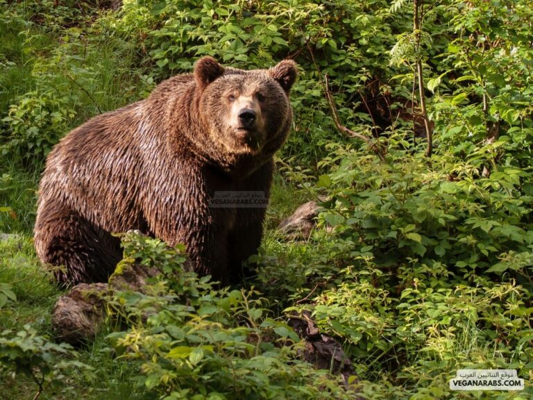 يعتبر الدب من الحيوانات