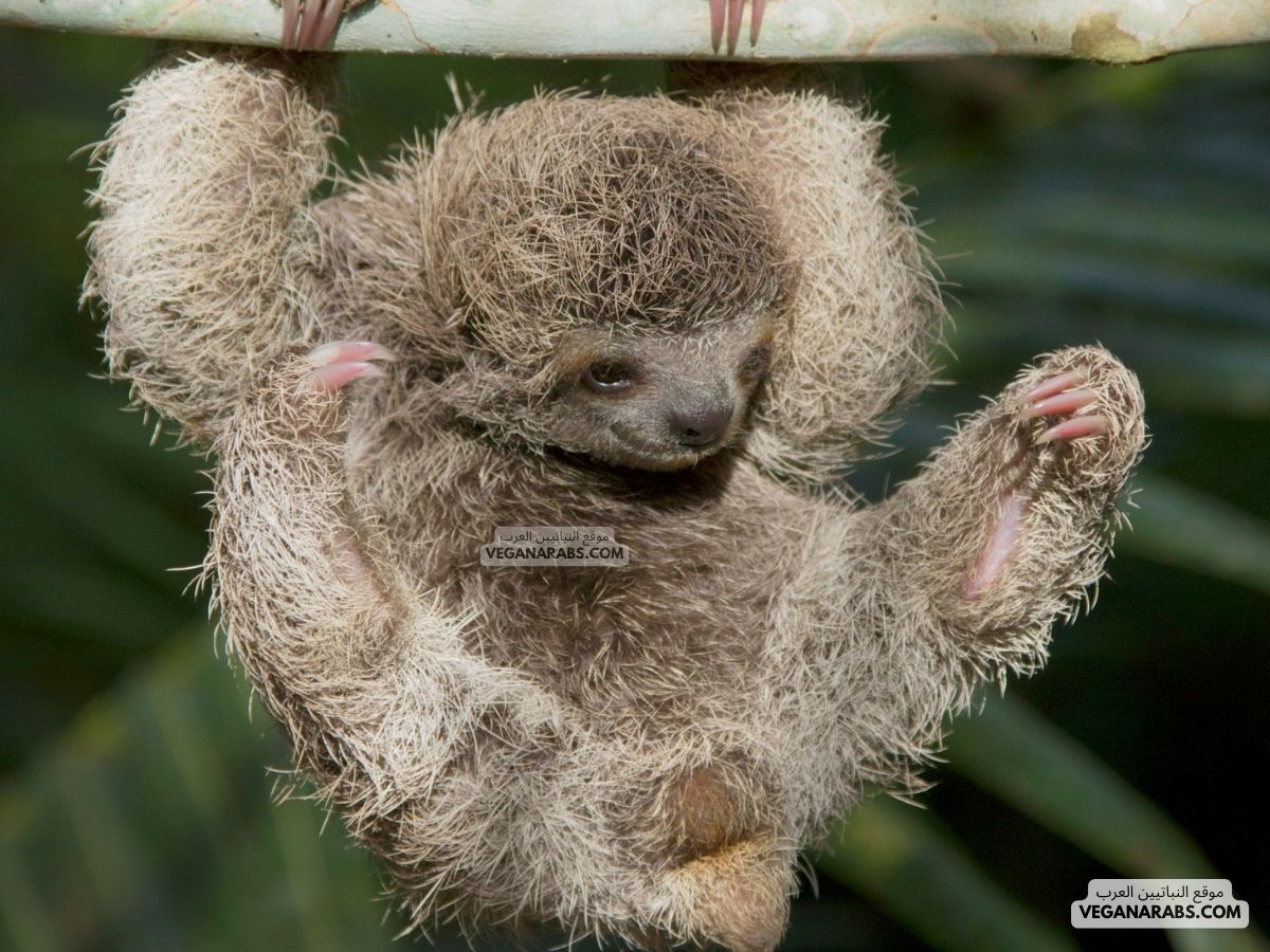 الدب الكسلان