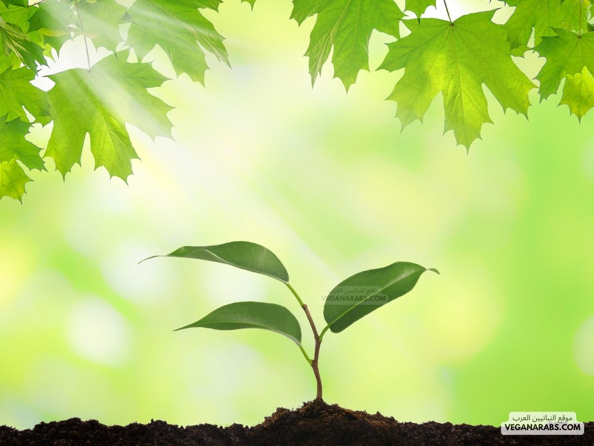 نباتات لا تنبت لها ازهار ولها بذور قاسيه