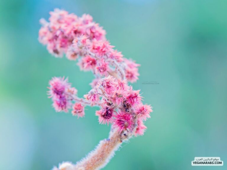 شجرة السماق