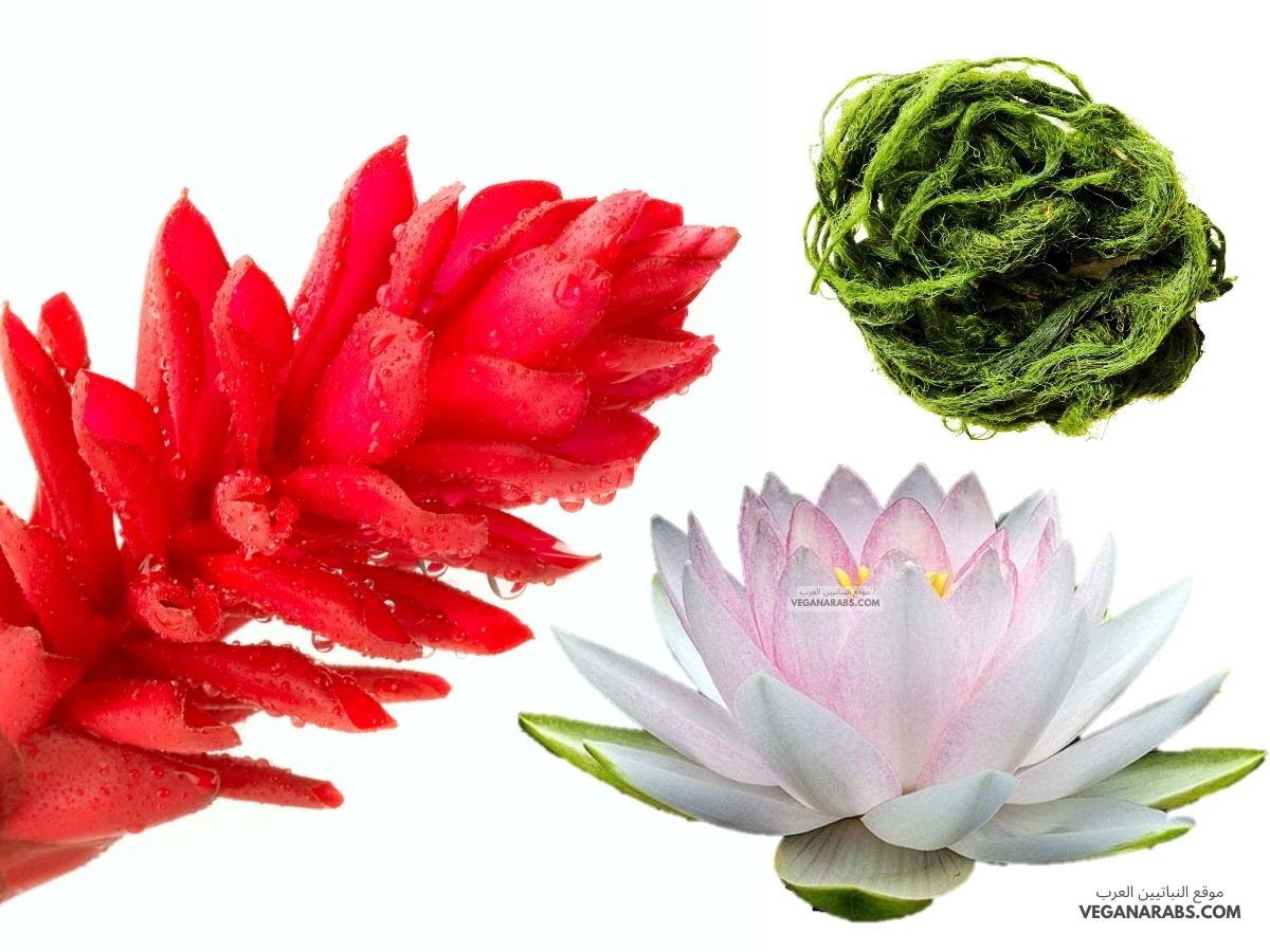 من أسماء النباتات المائية؟