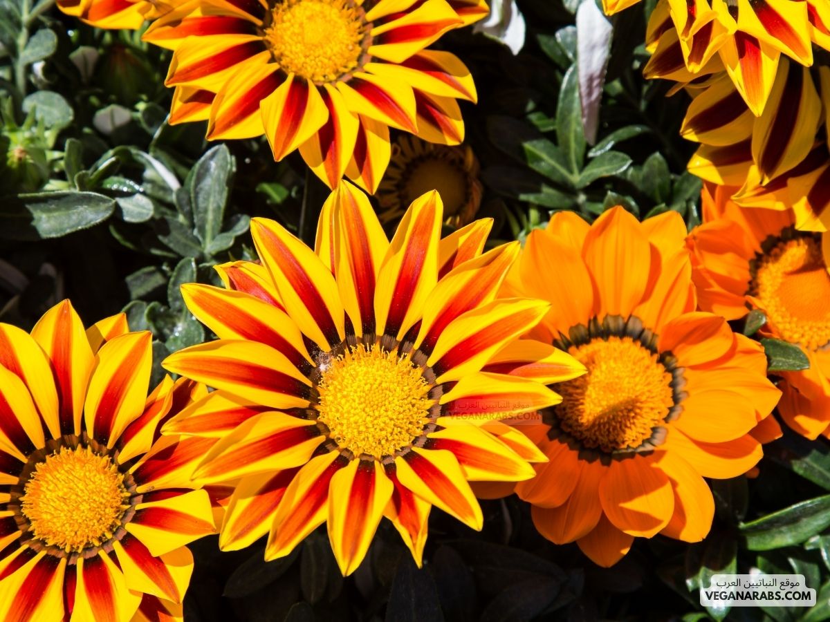 النباتات التي لها ازهار تسمى