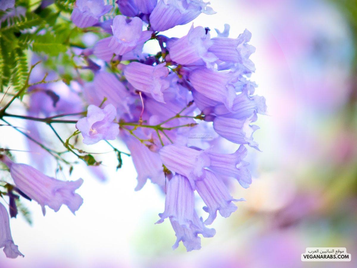 اشجار الجاكرندا