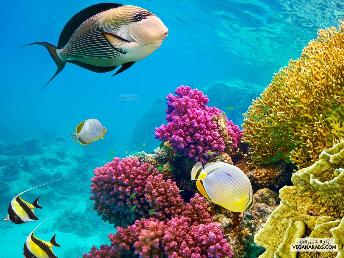 معلومات عن البحر الأحمر