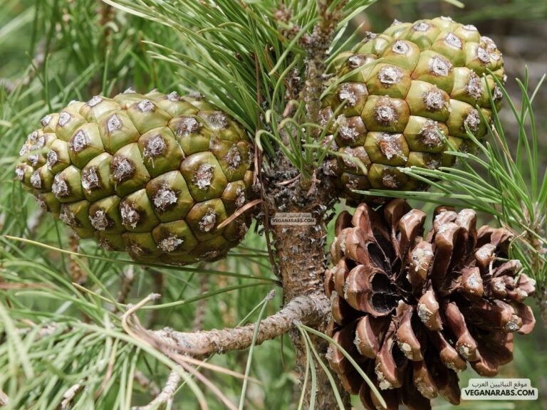 شجرة الصنوبر