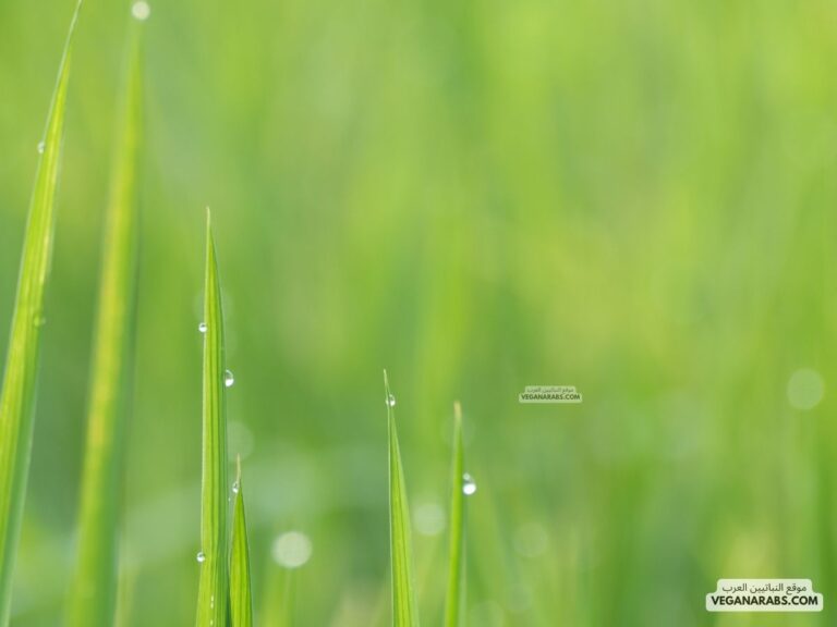 كيف تطرح النباتات الماء الزائد؟