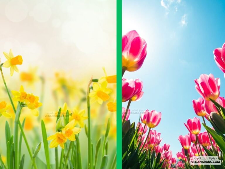 ازهار الربيع