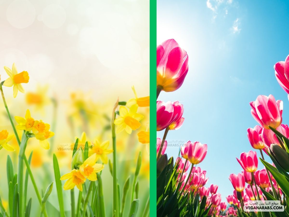 ازهار الربيع