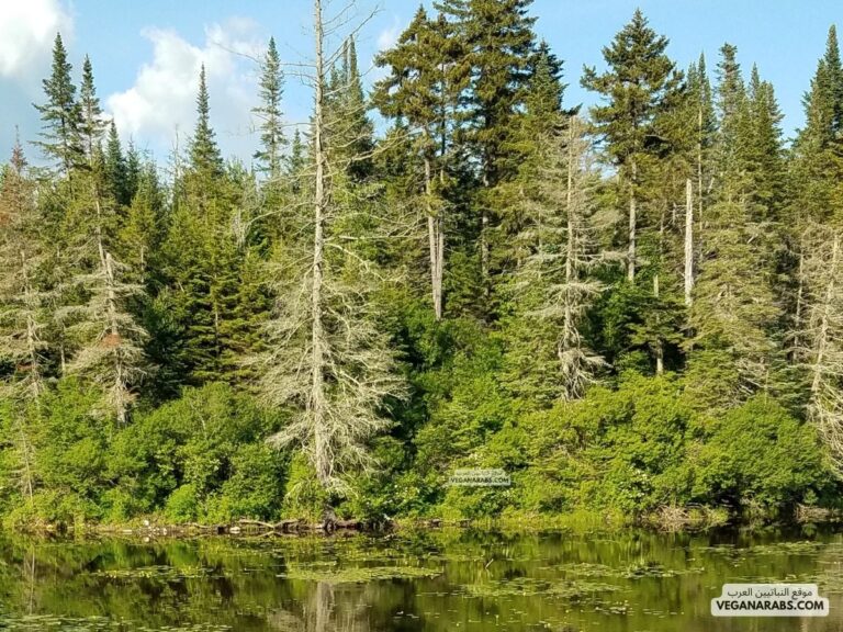 المكان خلف أشجار الصنوبر