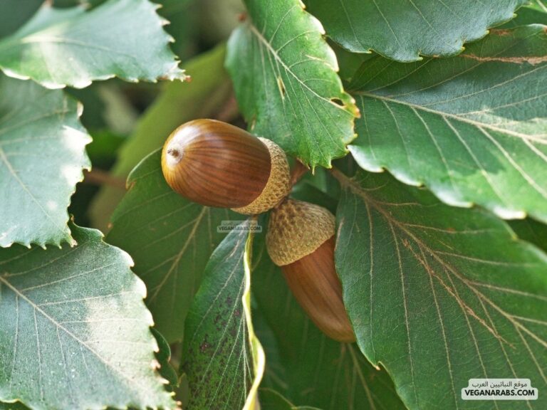 شجرة البلوط