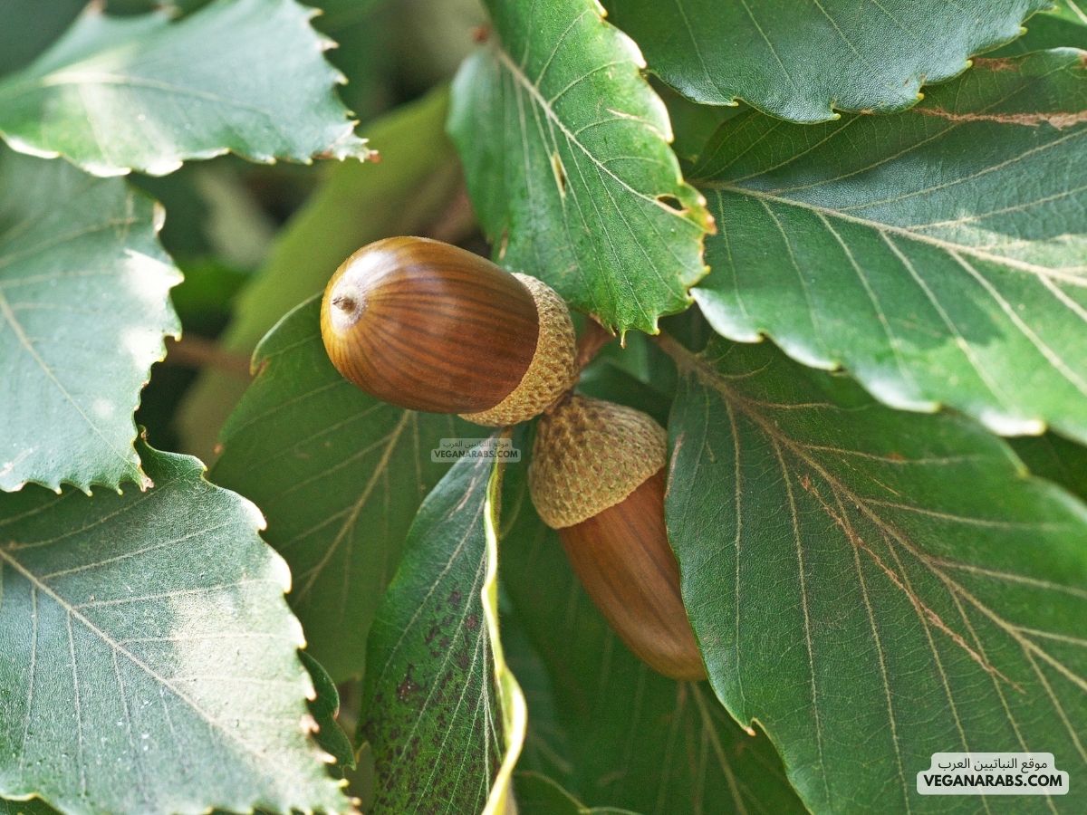 شجرة البلوط