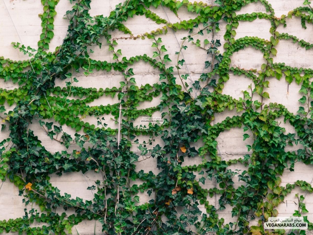 كيف تحصل النباتات التي تتسلق النباتات الأخرى على الغذاء والماء؟