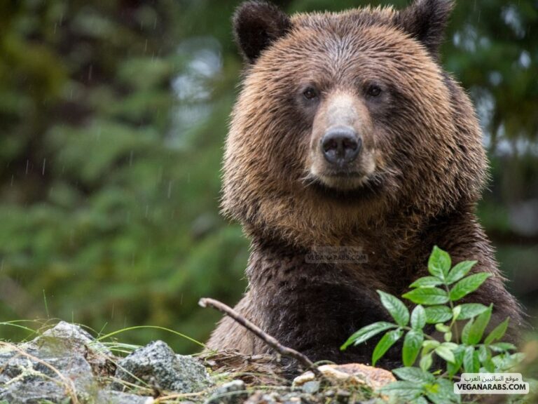 الدب من الحيوانات القارتة أي أنه يأكل النباتات والحيوانات . صواب خطأ