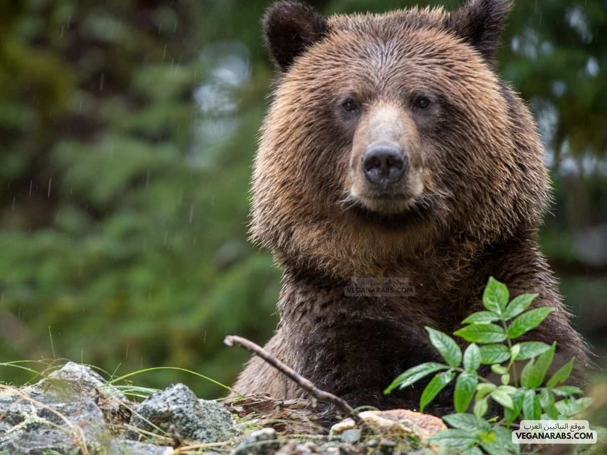 الدب من الحيوانات القارتة أي أنه يأكل النباتات والحيوانات . صواب خطأ